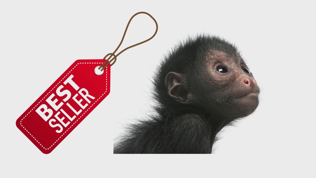 Buy a pet monkey in Texas