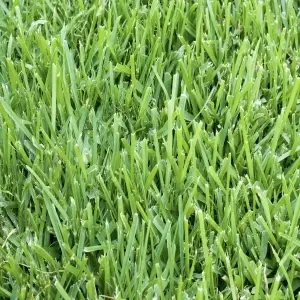 Zoysia grass