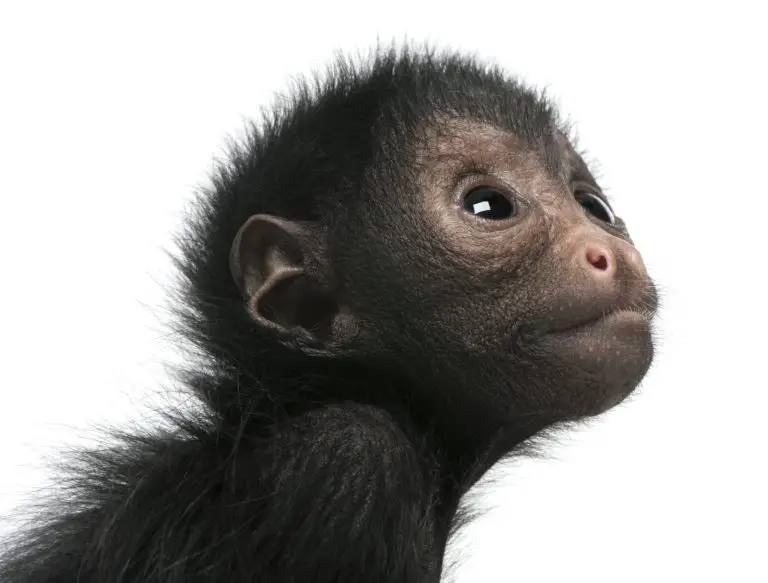 Common Pet Monkey Face