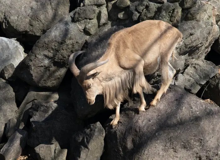 aoudad-hunts-in-texas.jpg 
What is an aoudad sheep? - Aoudad in Texas
