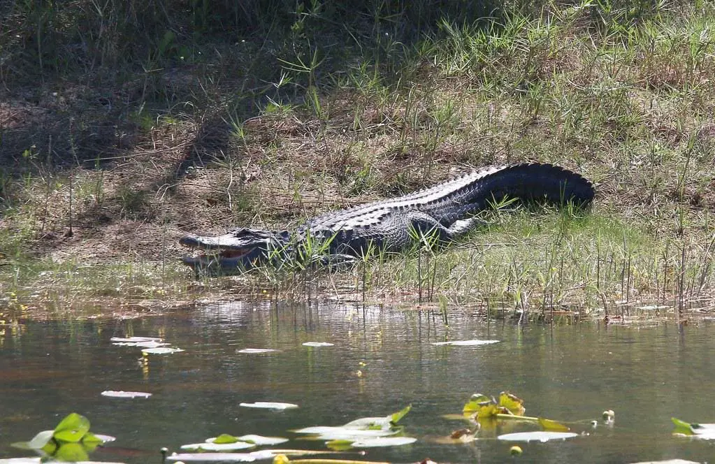 An American alligator basking in the sun along a trail in Brazos Bend State Park